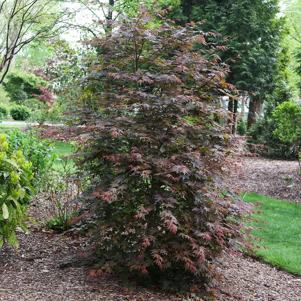 Hot Chana Japanese Maple Tree - Ornamental Deciduous Garden Plant