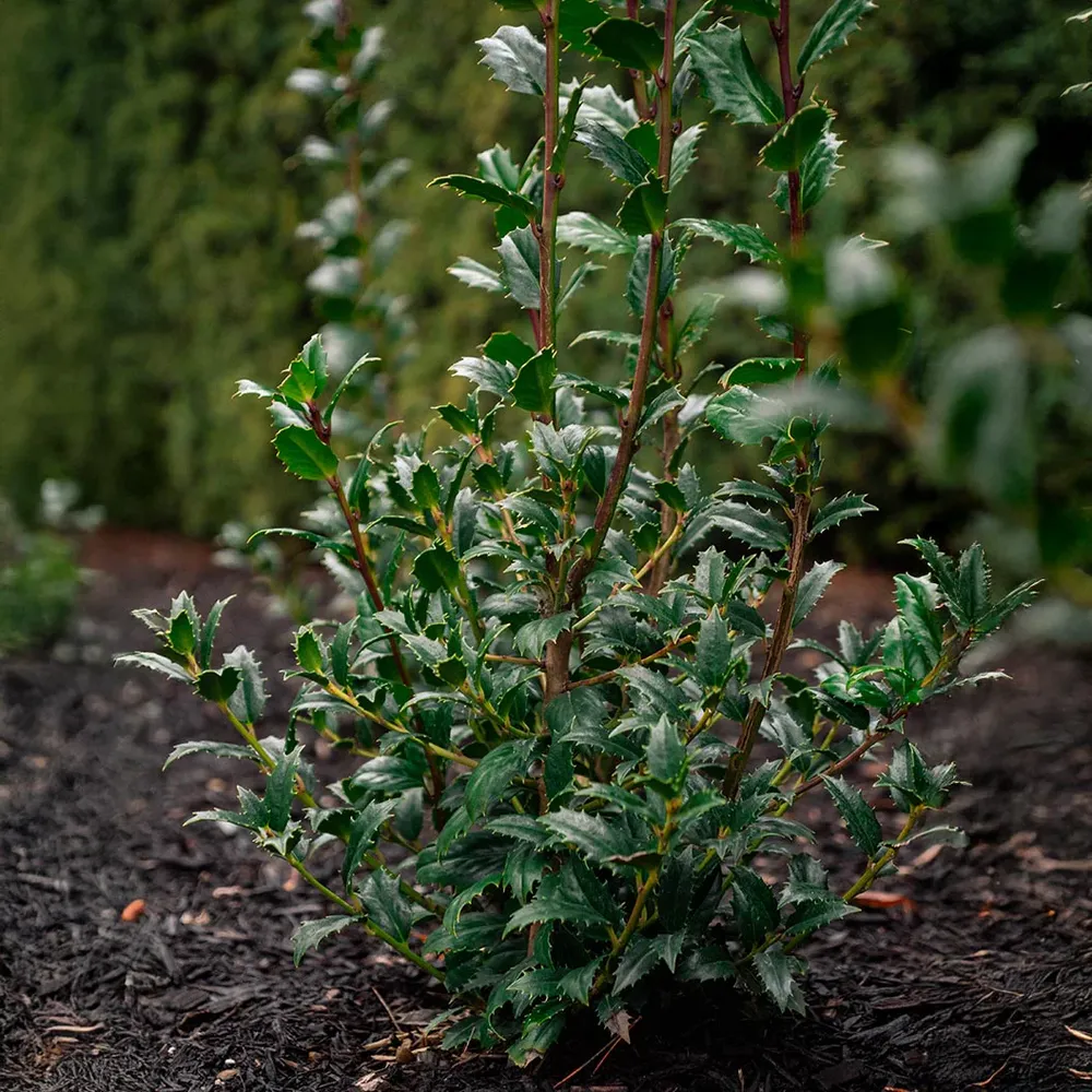 Evergreen Holly Shrub for Garden Landscaping and Privacy Screening 2