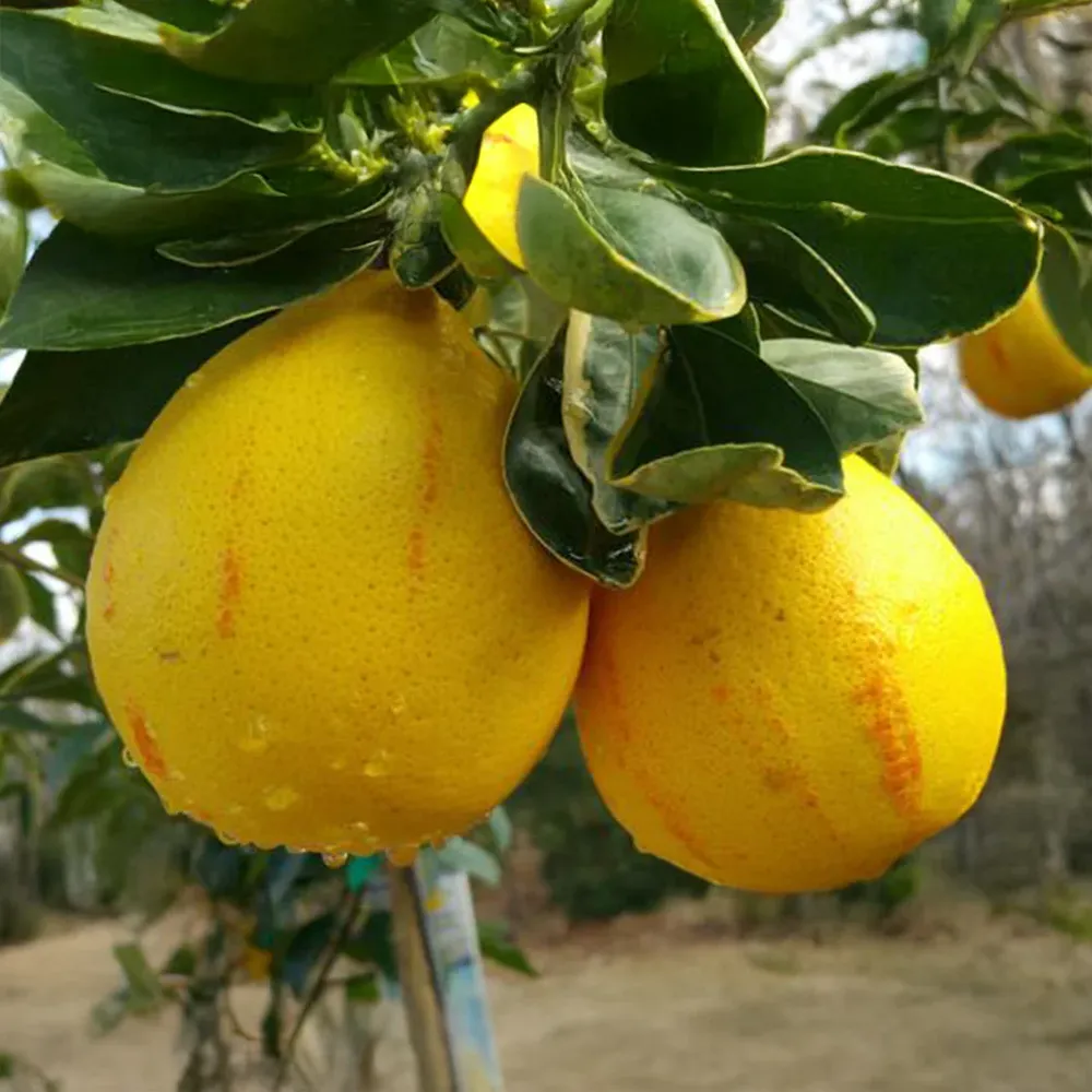 Variegated Honeybell Tangelo Tree - Ornamental Citrus with Unique Foliage