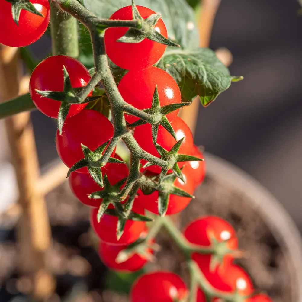 Little Bing Cherry Tomato Plant - USDA Organic Heirloom Seeds