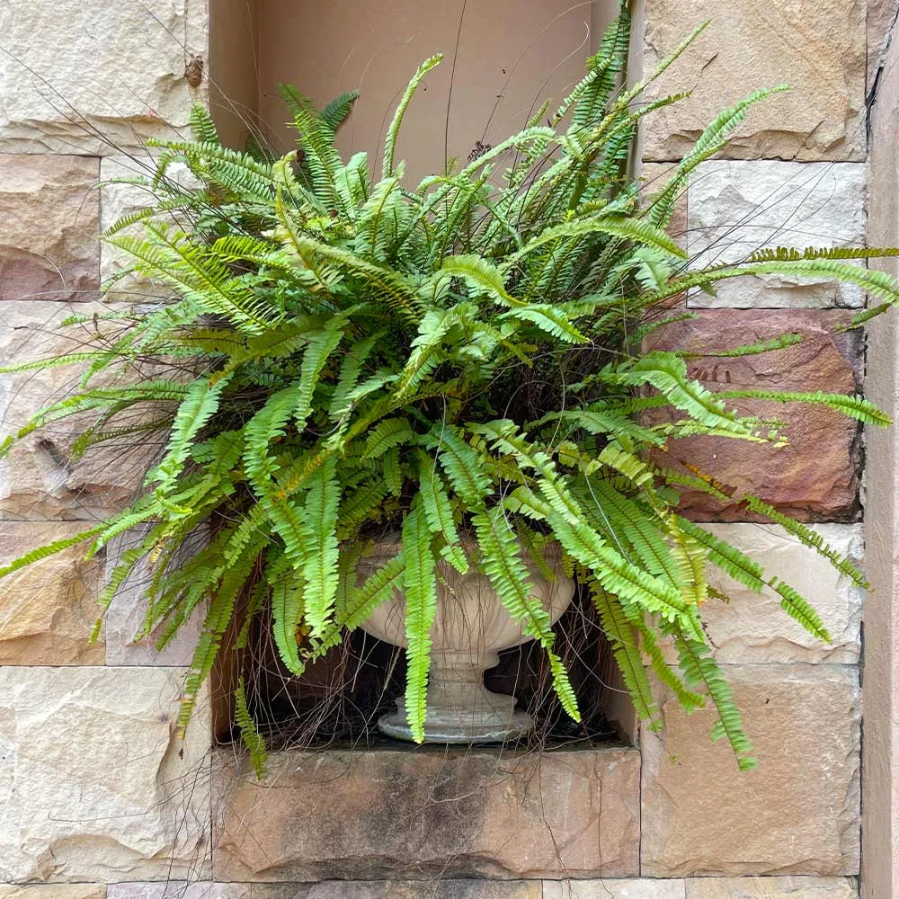 Kimberly Queen Fern (Nephrolepis obliterata) Potted Indoor and Outdoor Plant 1
