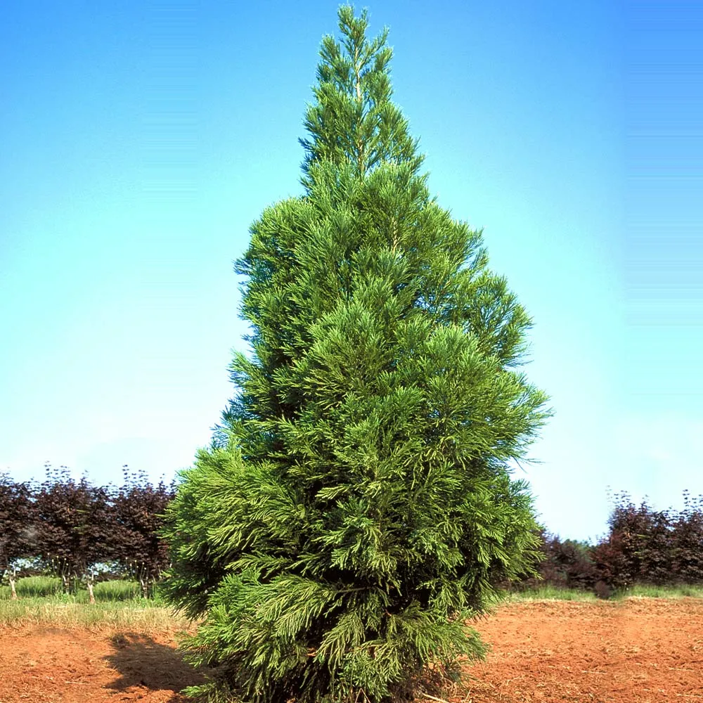 Yoshino Japanese Cedar Tree (Cryptomeria japonica) 1