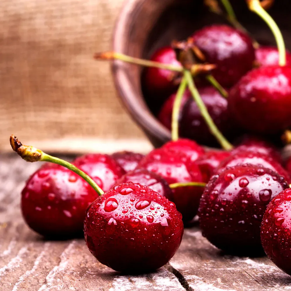 Skeena Cherry Tree - Self-Fertile Sweet Cherry Sapling 1