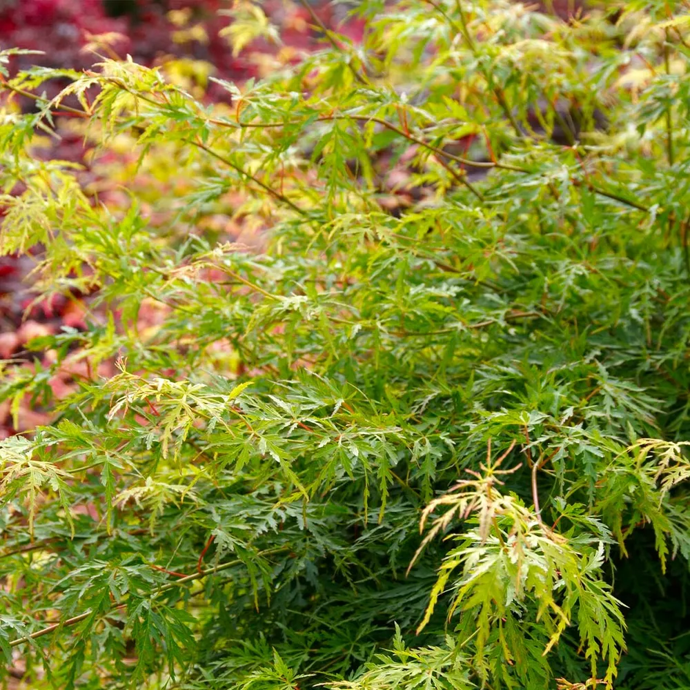 Seiryu Japanese Maple Tree (Acer palmatum 'Seiryu') 2
