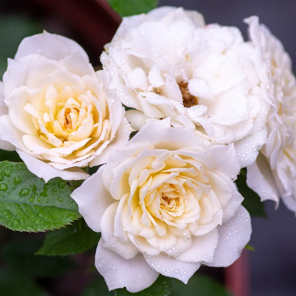 Sunblaze® Bridal Rose Plant in Decorative Pot 3