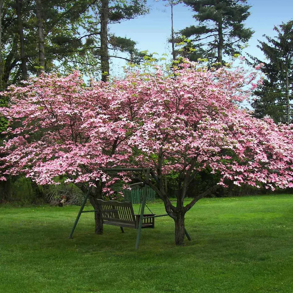 Realistic Pink Dogwood Tree - Artificial Decorative Flowering Plant 1
