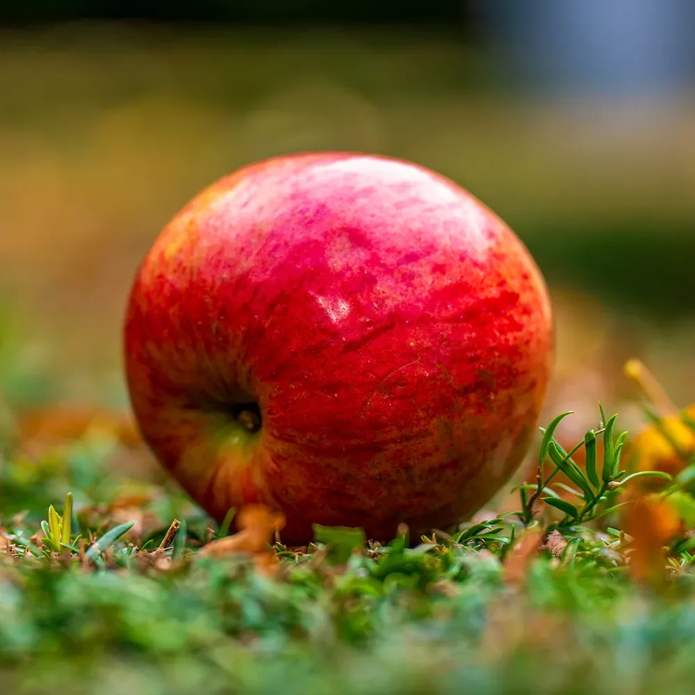 Enterprise Apple Tree - Disease Resistant Fruit Bearing Tree 1