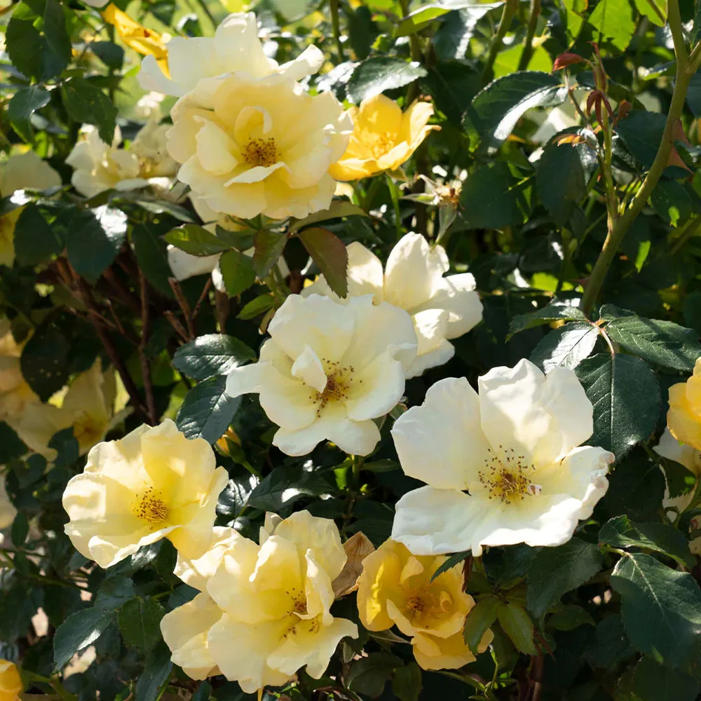 Easy Bee-zy Knock Out® Rose - Disease Resistant Shrub Rose 3