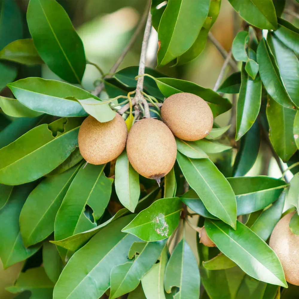 Sapodilla Tree (Manilkara zapota) - Live Tropical Fruit Sapling 2