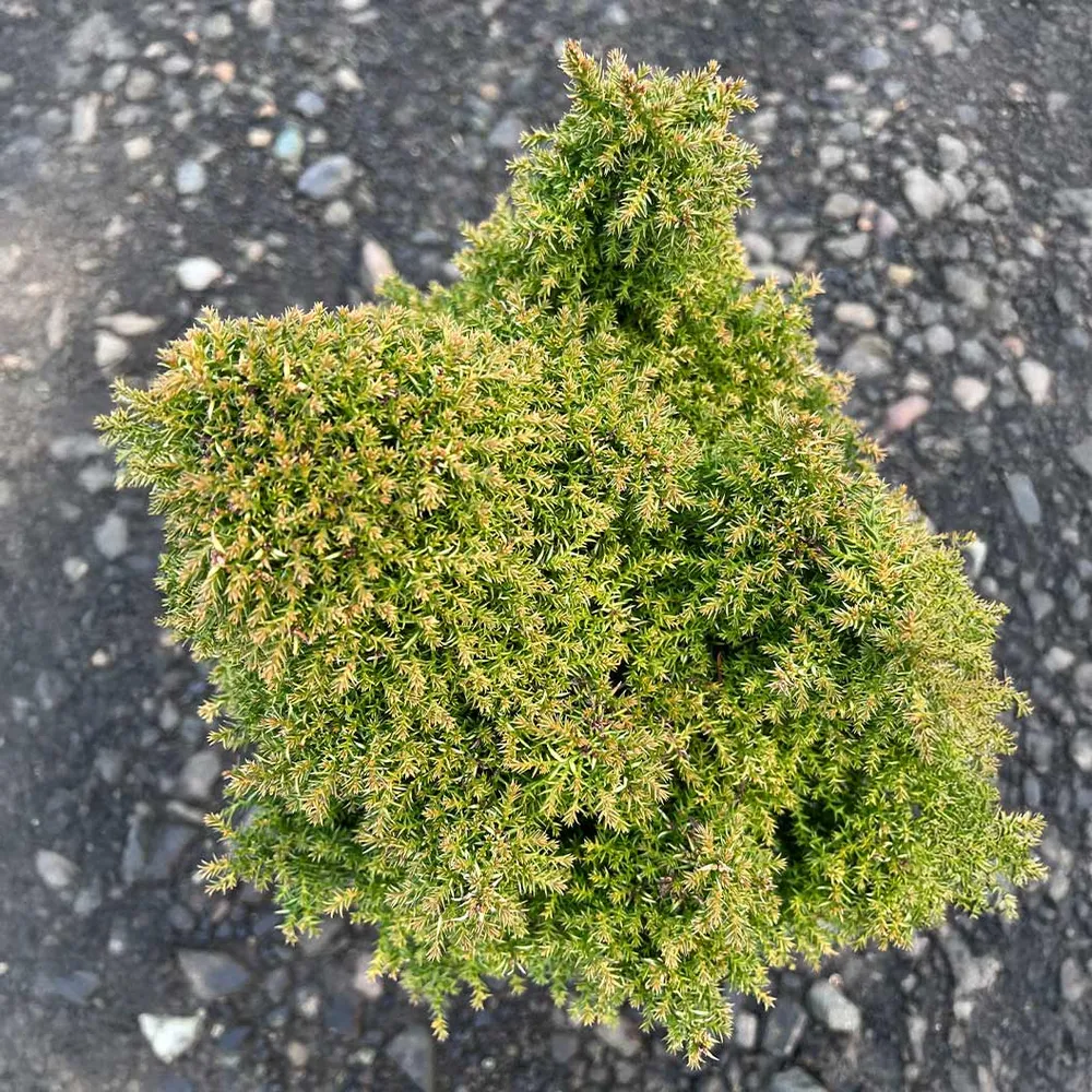 Iseli® Twinkle Toes Japanese Cedar Shrub 1