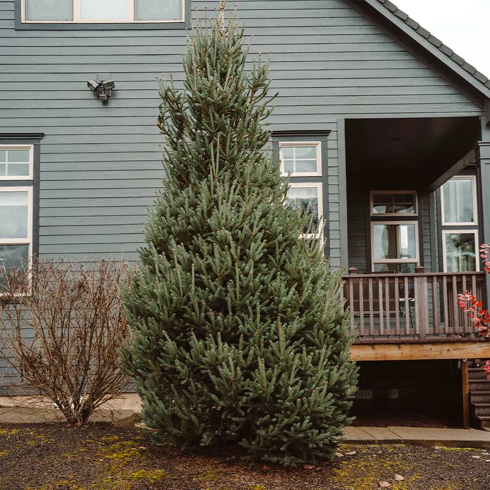 Montrose Spire White Spruce Artificial Christmas Tree 1