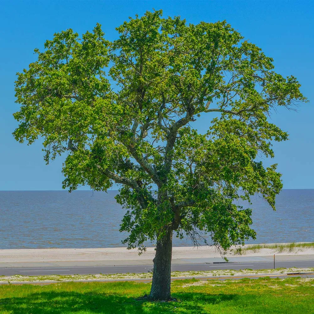New Harmony American Elm Tree - Disease-Resistant Shade Tree