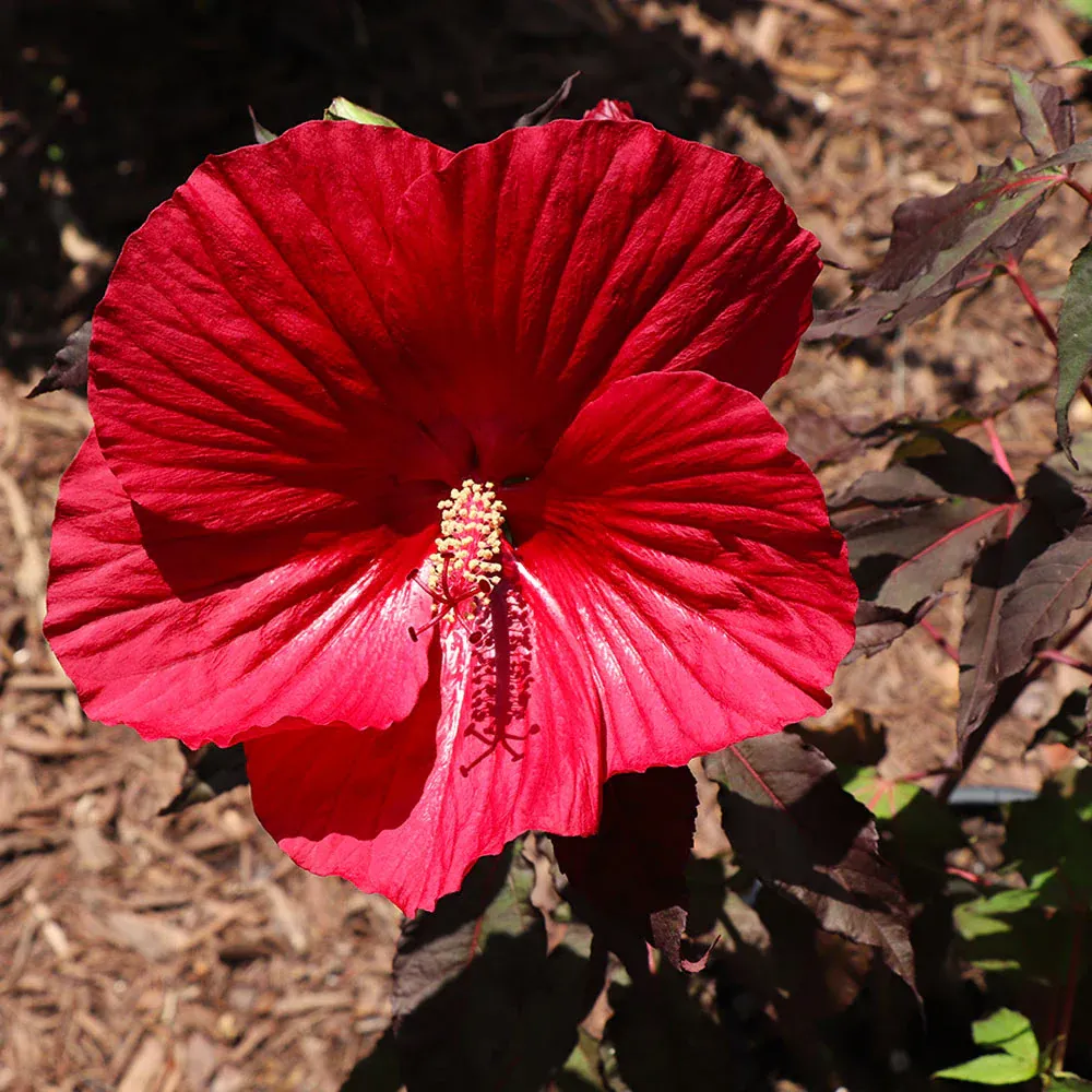 Midnight Marvel Hardy Hibiscus Perennial Shrub with Dark Burgundy Foliage 1