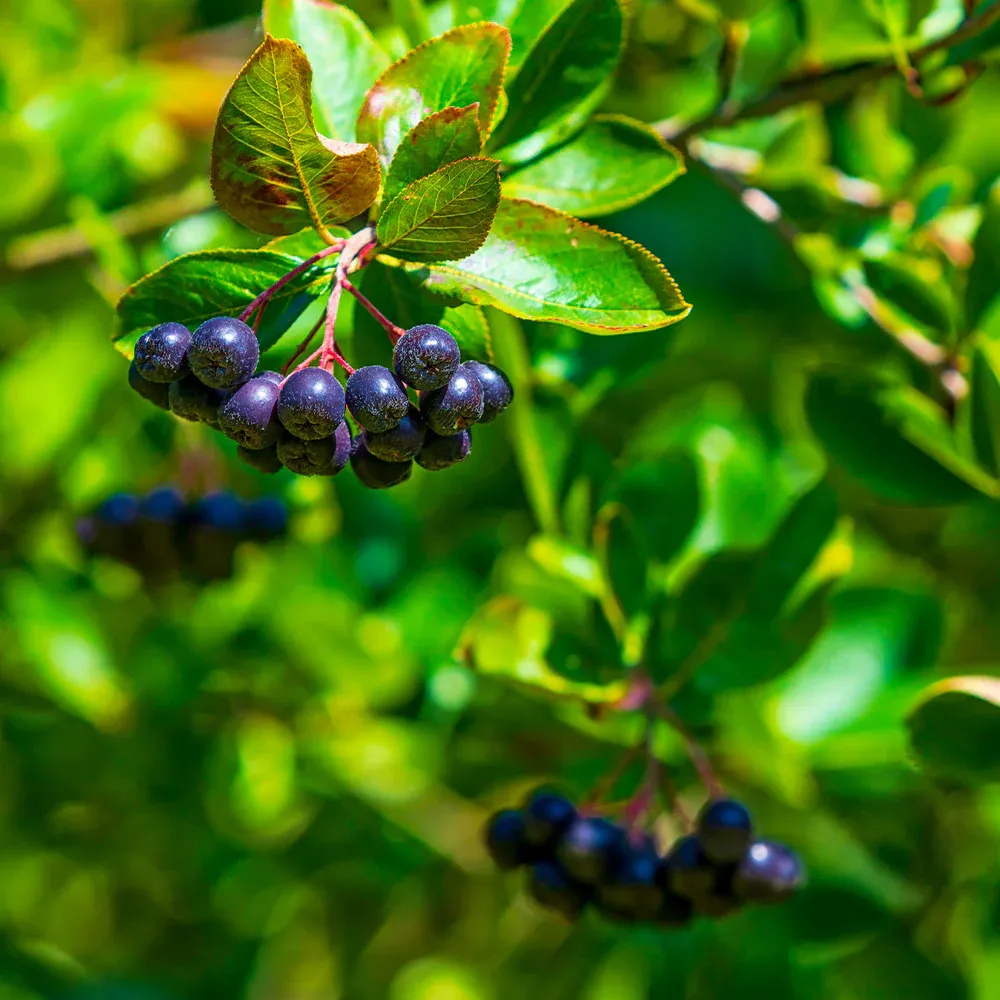 Viking Aronia Chokeberry Bush - Cold Hardy Edible Shrub 4
