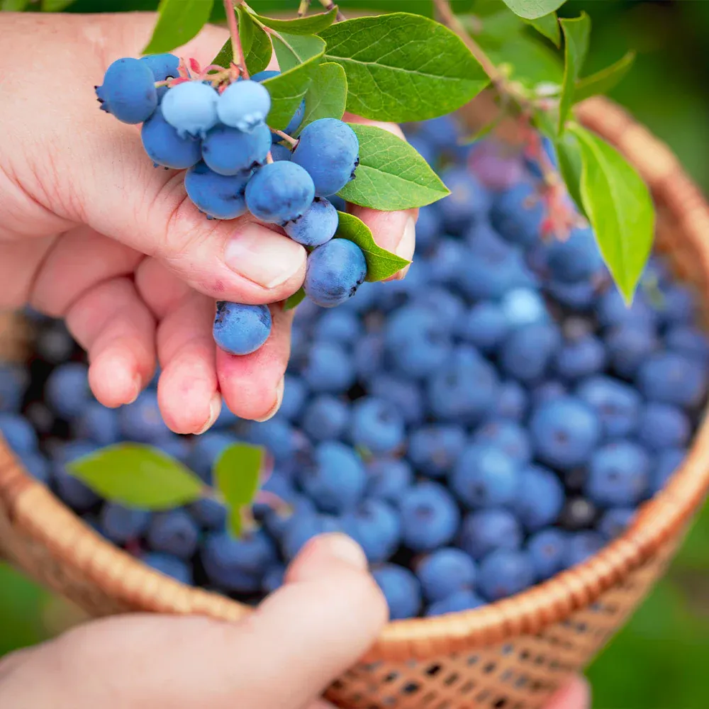 Premier Blueberry Bush - Hardy Fruit-Bearing Shrub for Home Gardens 1