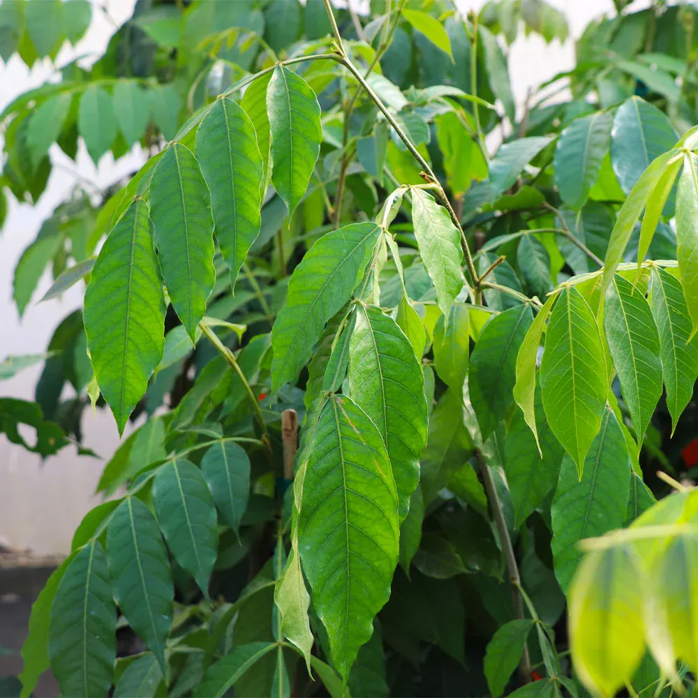 Ice Cream Bean Tree (Inga edulis) Tropical Fruit Plant 2