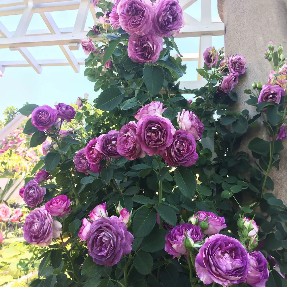 Lavender Crush Climbing Rose - Fragrant Repeat-Blooming Climbing Rose