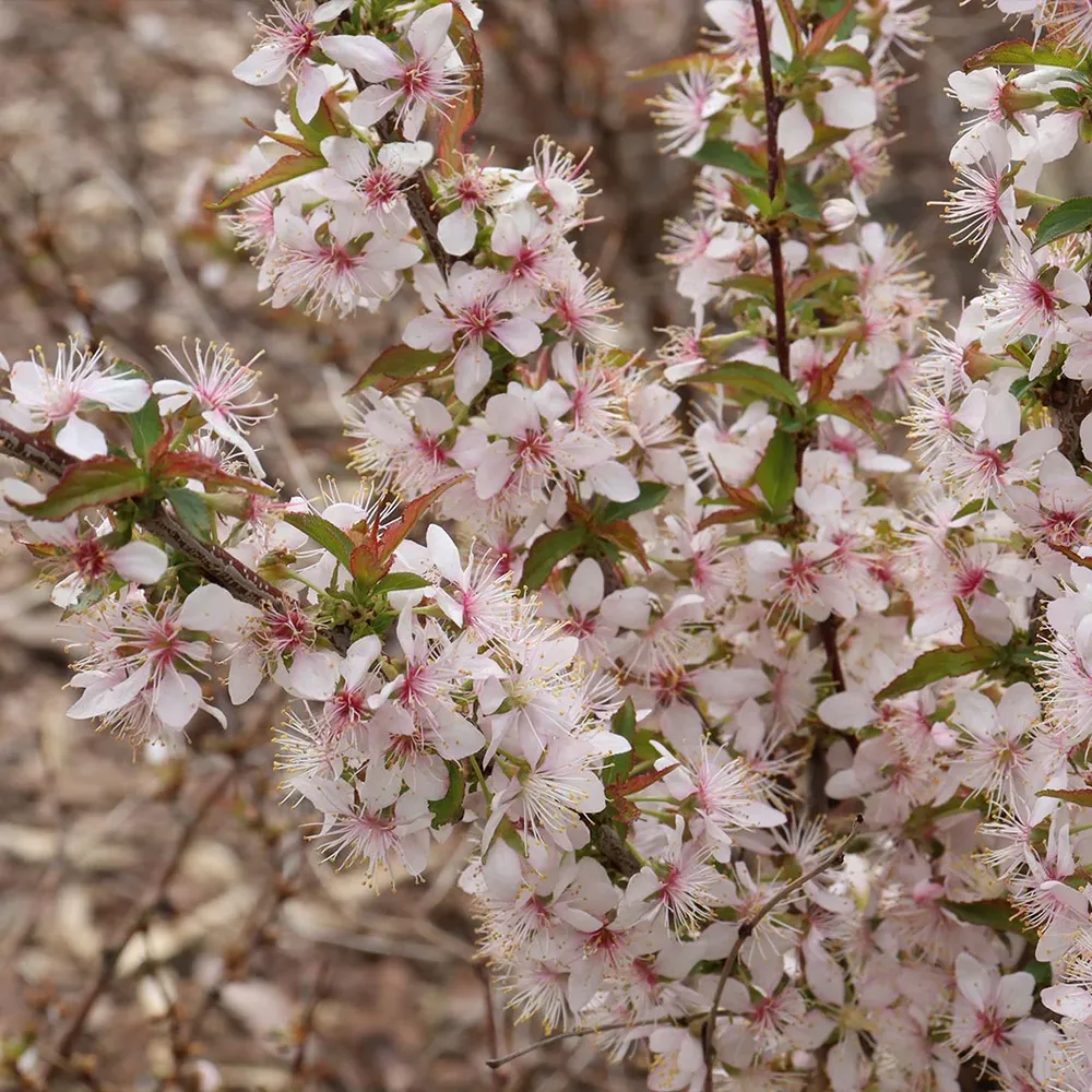 Proven Winners® Easy As Pie™ Cherry Bush - Compact Fruit-Bearing Shrub 2
