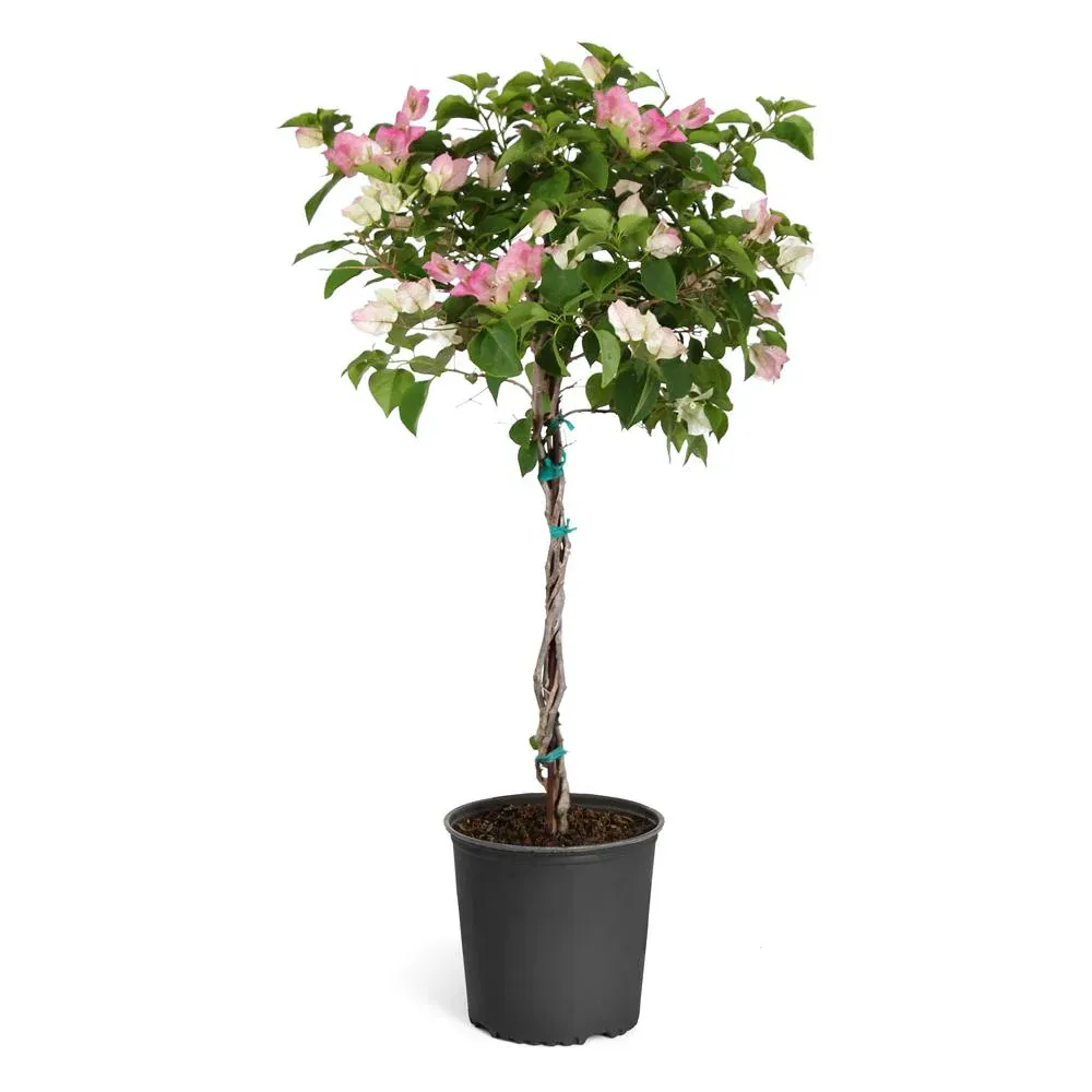 Thai Delight Bougainvillea Tree - Realistic Artificial Indoor Plant