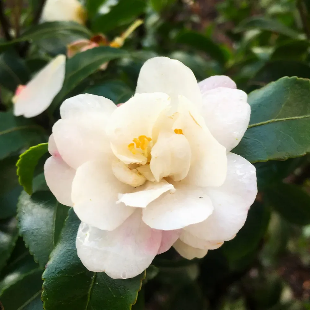 October Magic® Orchid™ Camellia Sasanqua Evergreen Flowering Shrub 5