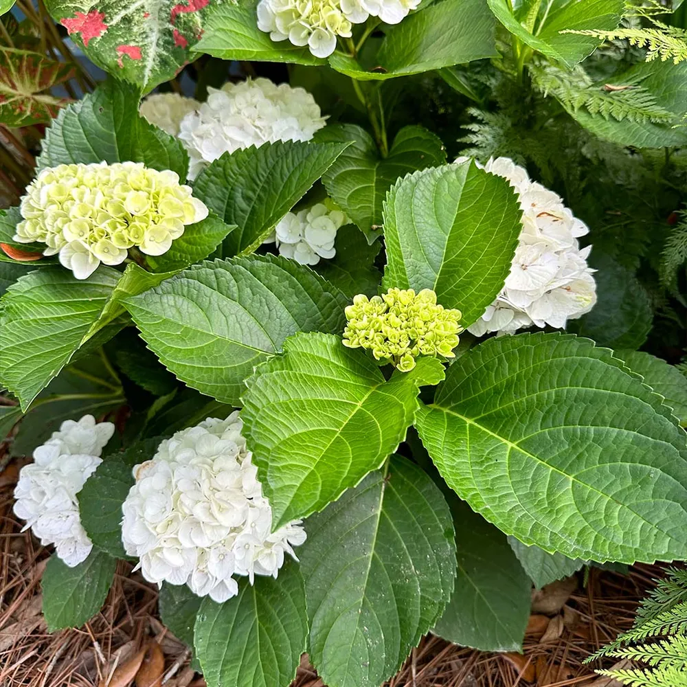 Hydrangea Magical® 'Verdigris' Deciduous Flowering Shrub 1