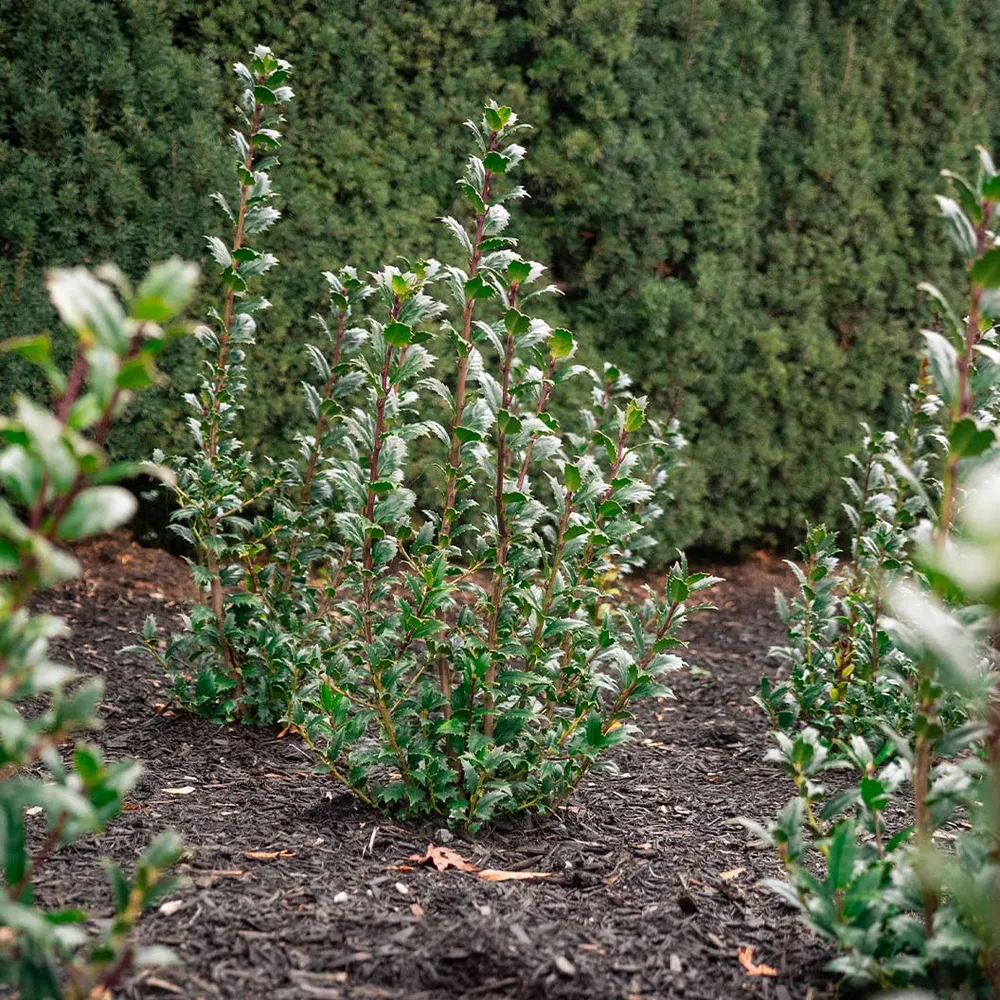 Evergreen Holly Shrub for Garden Landscaping and Privacy Screening