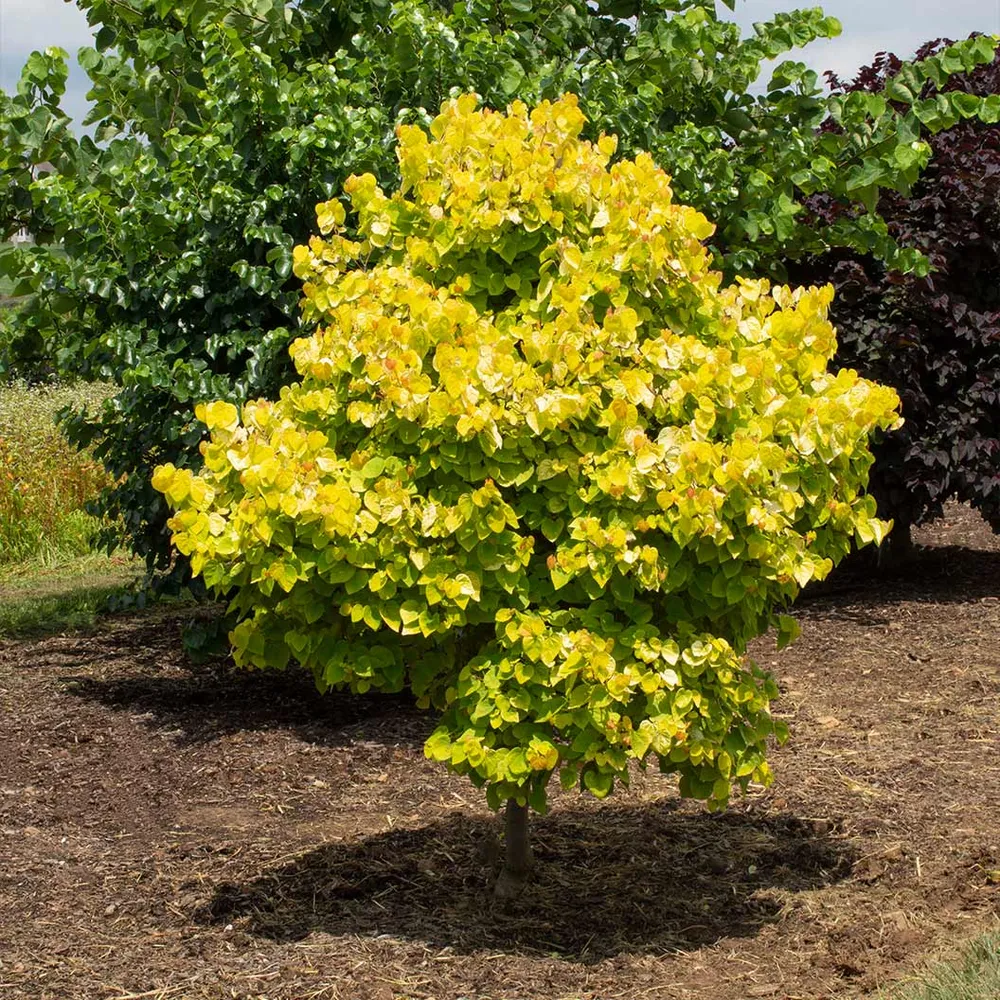 Citrine Redbud Tree (Cercis canadensis 'Citrine') - Ornamental Deciduous Tree 3