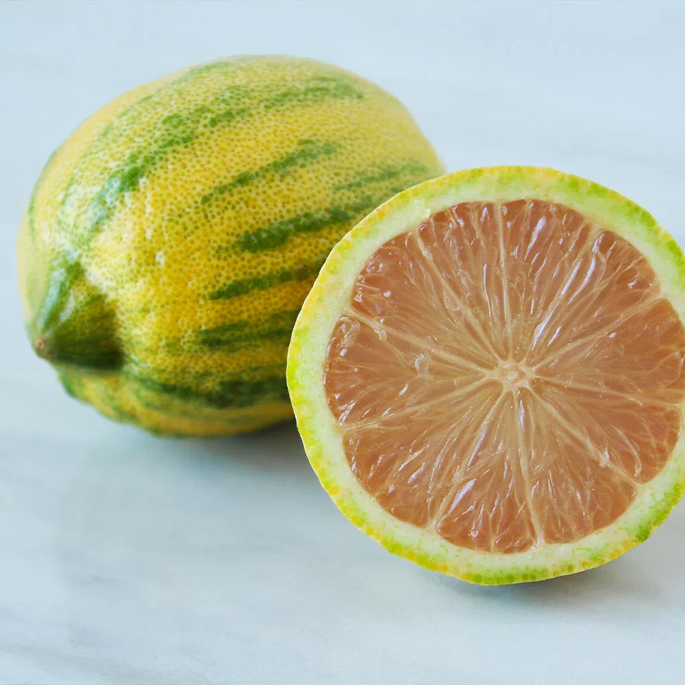 Pink Variegated Eureka Lemon Tree - Decorative Citrus Fruit Plant 1