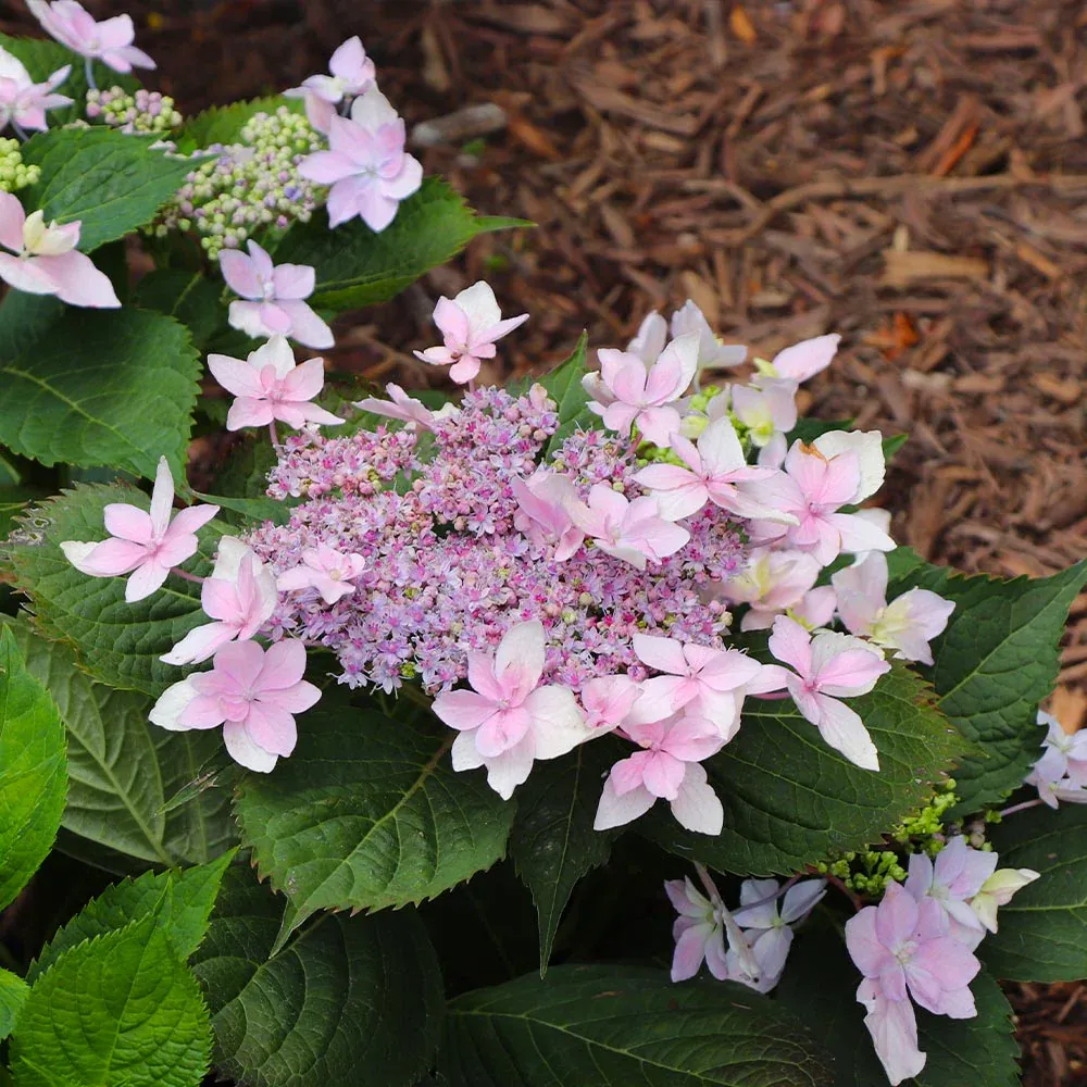 Tuff Stuff Ah-Ha® Hydrangea Shrub - Reblooming Lacecap Garden Plant 5