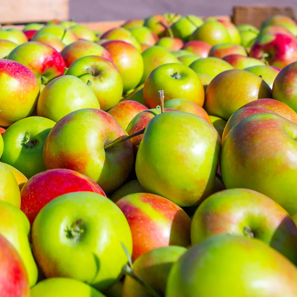 Fruit Snacks® Blushing Delight™ Columnar Apple Tree 1