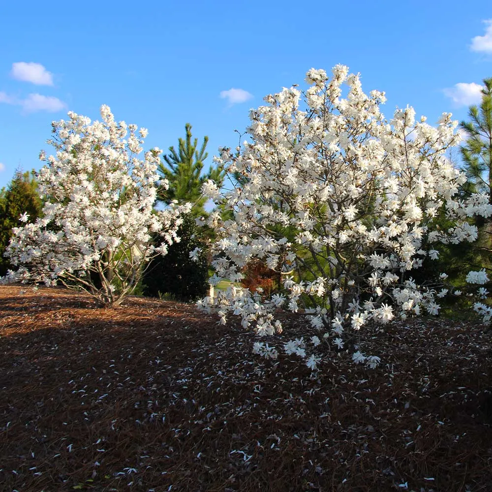 Royal Star Magnolia Tree (Magnolia stellata) 4