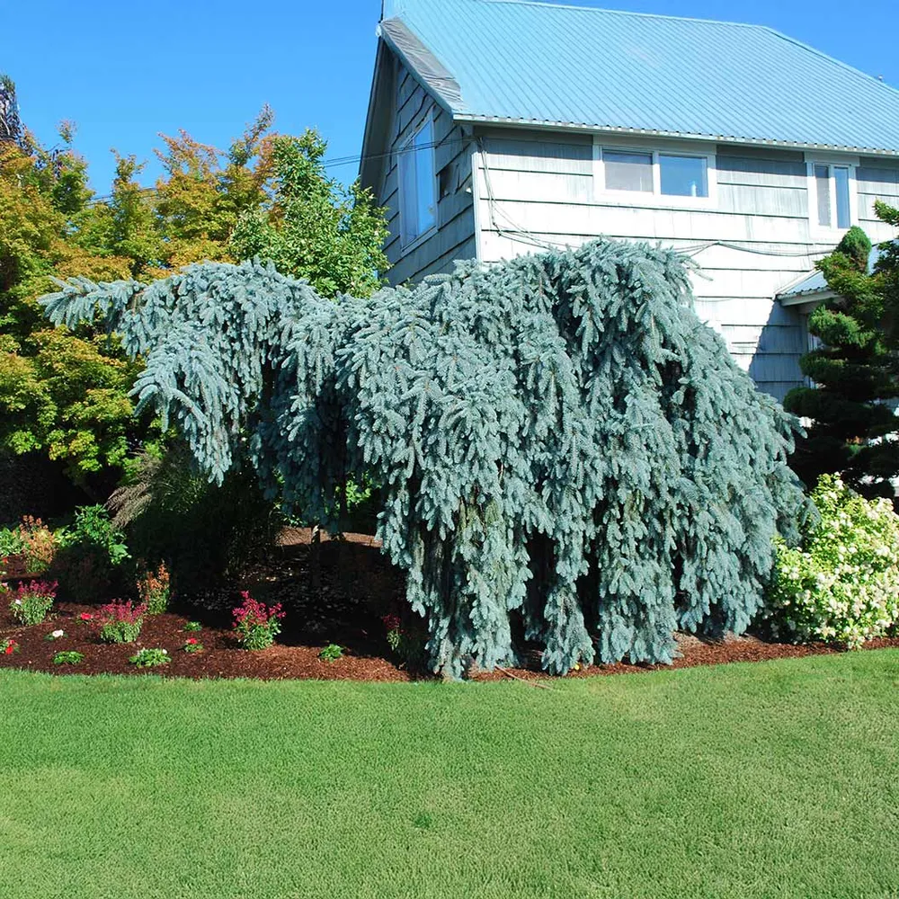 Slenderina Weeping Blue Spruce Tree (Picea pungens 'Slenderina') 1