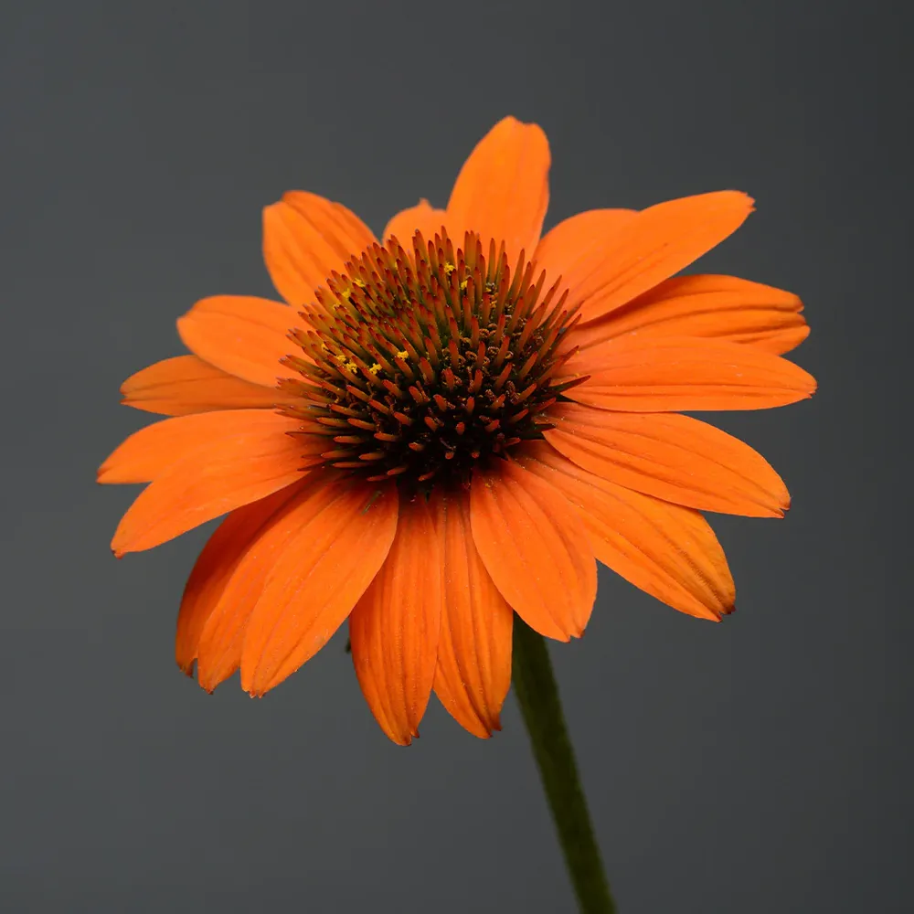 Better Versions® Sombrero® Adobe Orange Echinacea Plant 1