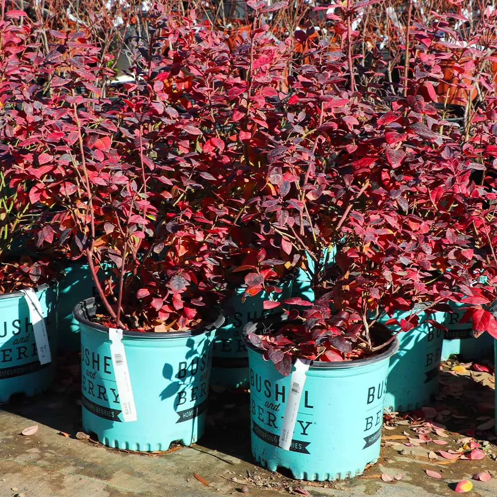 Pink Icing Blueberry Bush - Compact Ornamental Edible Shrub 7