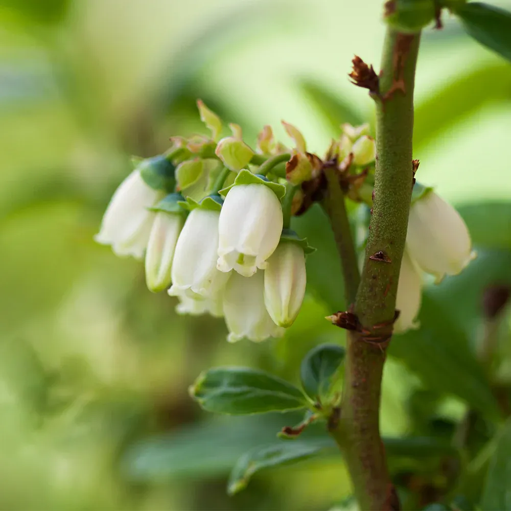 Aurora Blueberry Bush - Northern Highbush Variety 1