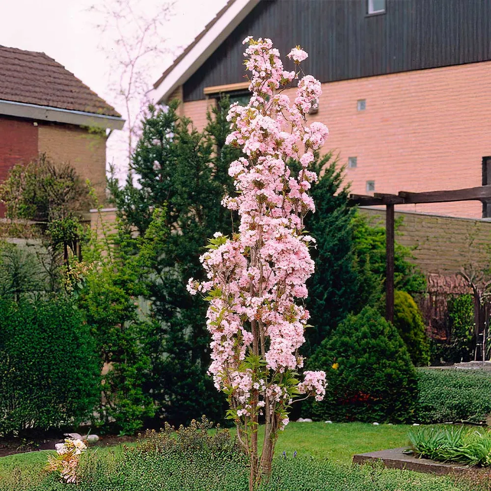 Amanogawa Flowering Cherry Tree (Prunus serrulata 'Amanogawa')