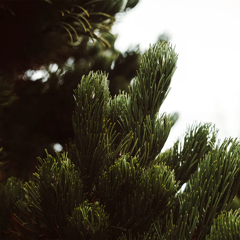 Oregon Green Austrian Pine Artificial Tree 1
