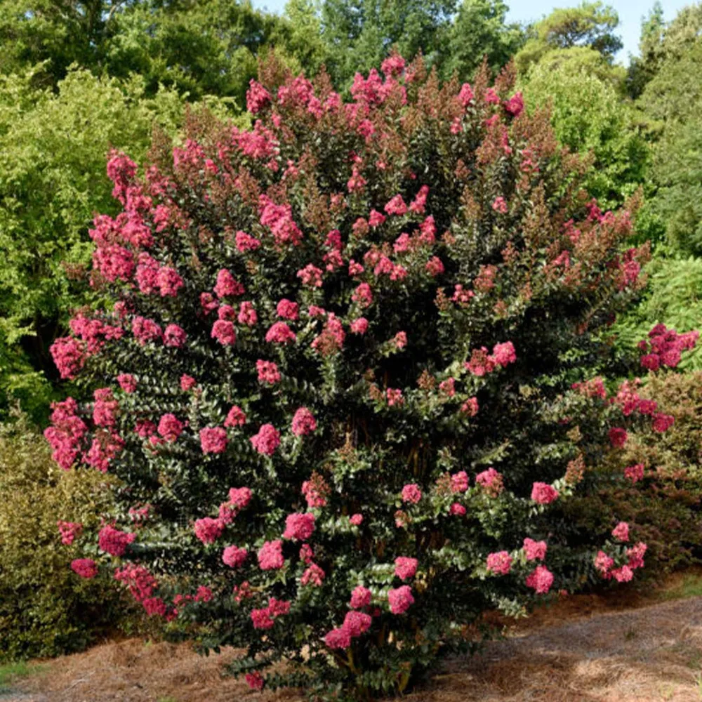 Plum Magic Crape Myrtle - Compact Flowering Shrub with Deep Purple Foliage