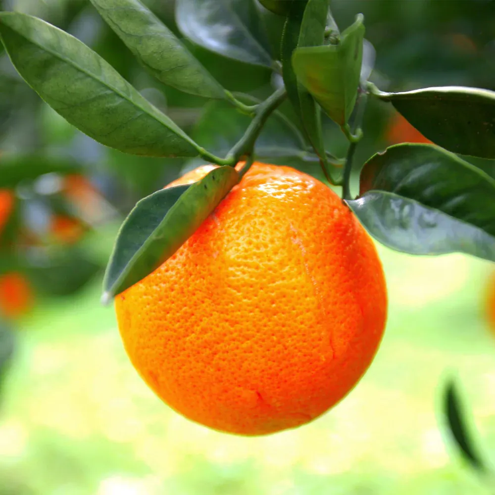 Sanguinelli Semi-Dwarf Blood Orange Tree - Compact Citrus for Home Gardens 1