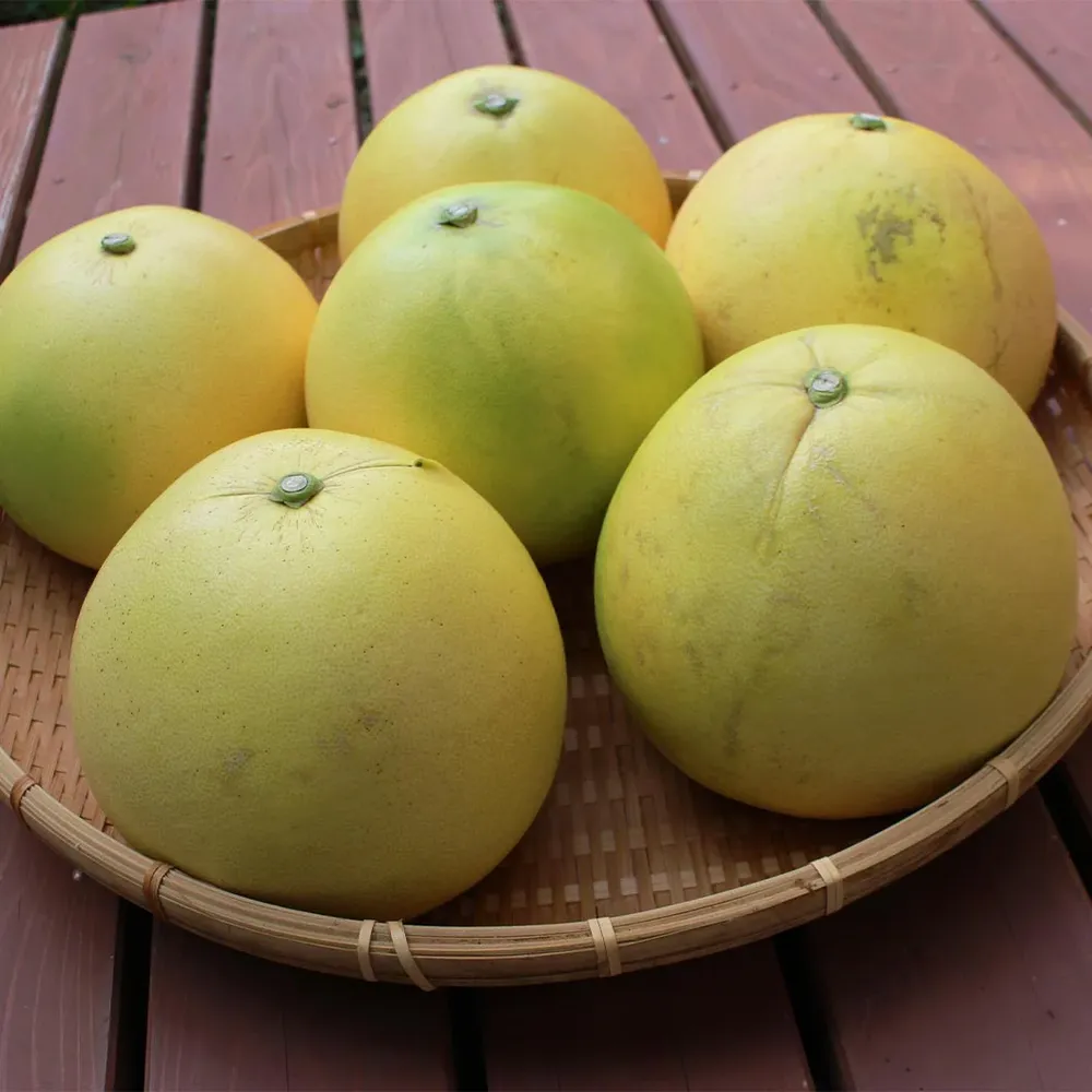 Chandler Pummelo Tree (Citrus maxima) - Live Fruit Bearing Plant 2