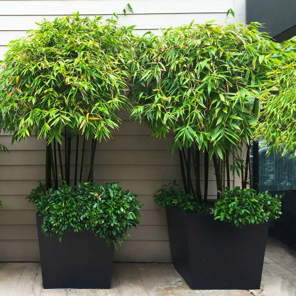 Black Bamboo Tree - Realistic Artificial Decorative Plant for Indoor Spaces 1