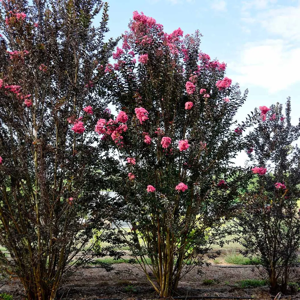 First Editions® Twilight Magic™ Crape Myrtle - Compact Flowering Shrub 3