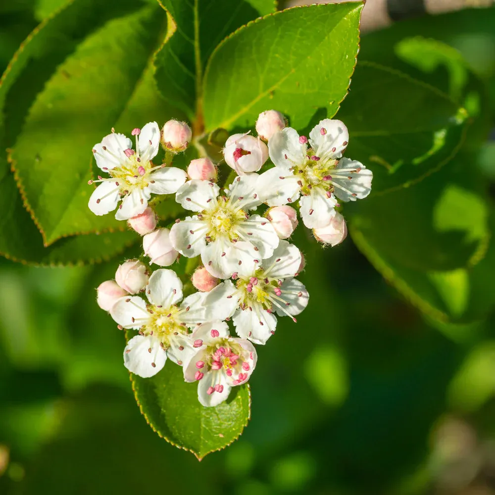 Viking Aronia Chokeberry Bush - Cold Hardy Edible Shrub 1