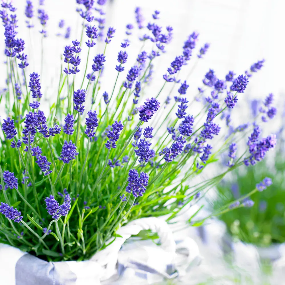 Essence Purple Lavender Plant - Aromatic Perennial Herb 2