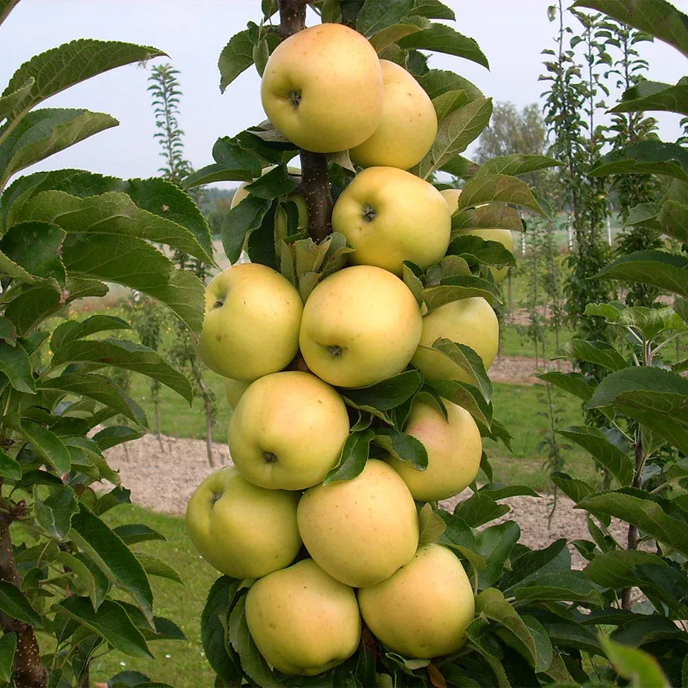 Columnar Apple Tree - Compact Vertical Growth Fruit Tree