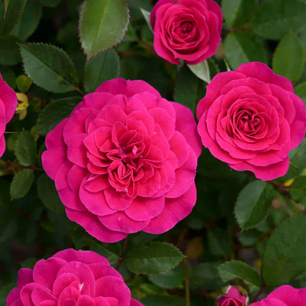 Sunblaze® Dragon Fruit Rose in Decorative Pot 1