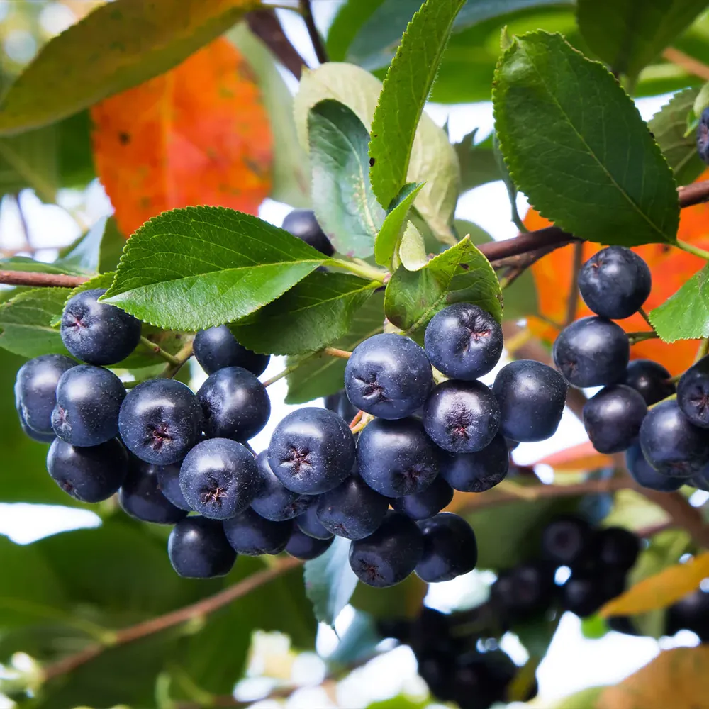 Autumn Magic Black Chokeberry Shrub (Aronia melanocarpa)