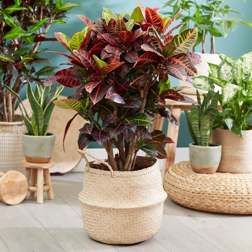 Croton 'Petra' Variegated Tropical Indoor Houseplant