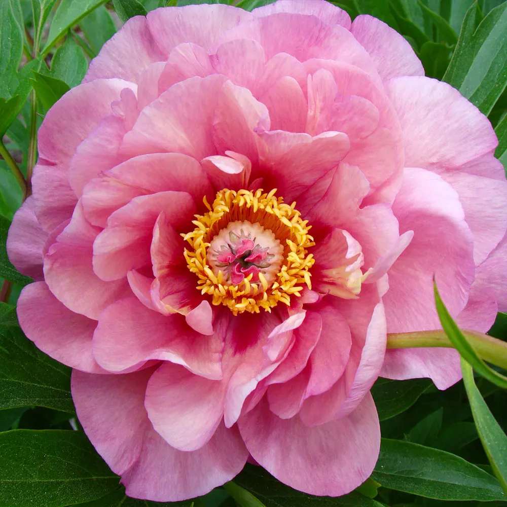 Garden Candy® Double Bubble Pink™ Itoh Peony Plant 1