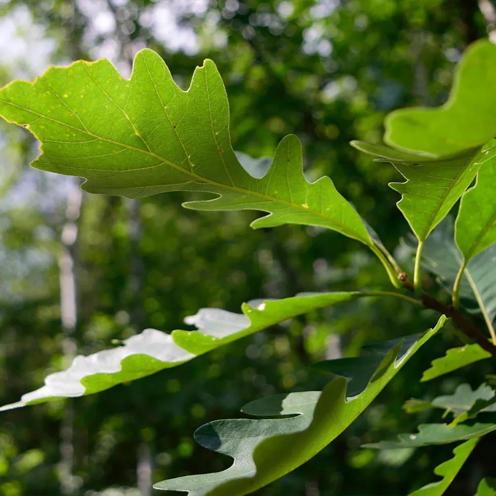 Bur Oak Tree (Quercus macrocarpa) Native Deciduous Shade Tree 1